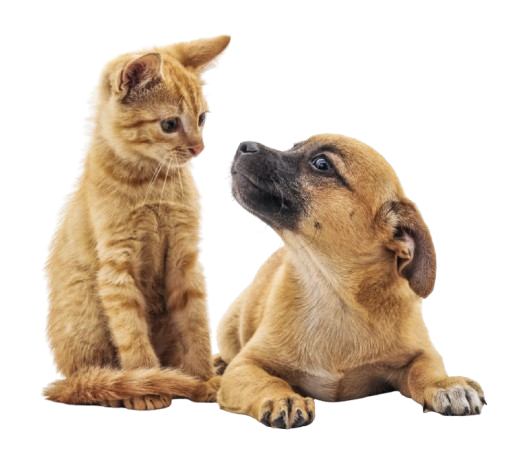 chien&chat