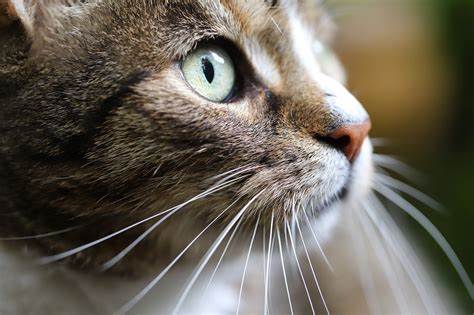 chat
